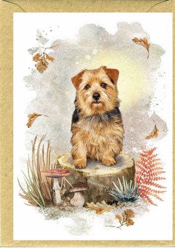 Norfolk terrier dog x - norfolk, a6
