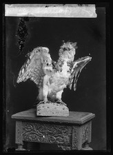 Photo:Dietrick J. Taxidermy