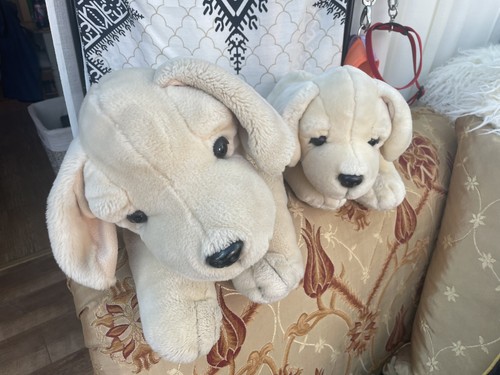 Keel monty labrador golden - monty,