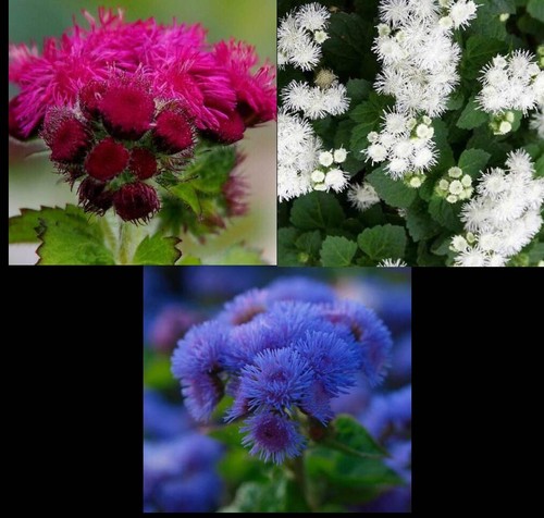 Ageratum mix red white blue - red,