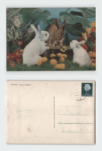 Vintage postcard three rabbits - vintage,