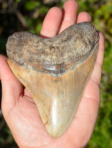 R12 stunning natural - #r12,, big