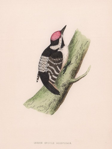 Lesser spotted woodpecker - spotted,