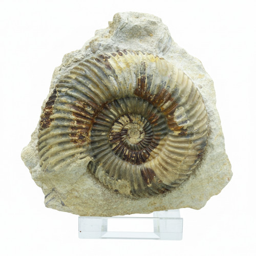 Jurassic fossil ammonite - jurassic,
