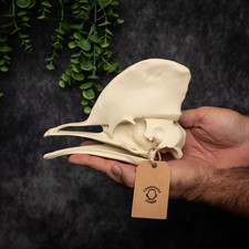 Cassowary Skull Replica –