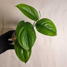 Scindapsus hederaceus Very