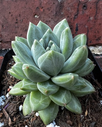 Echeveria unicorn 5cm - echeveria, 3-3.5cm