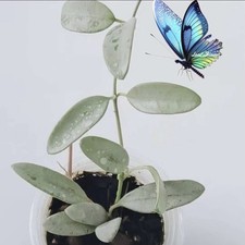 Hoya Lima Silver House Plant