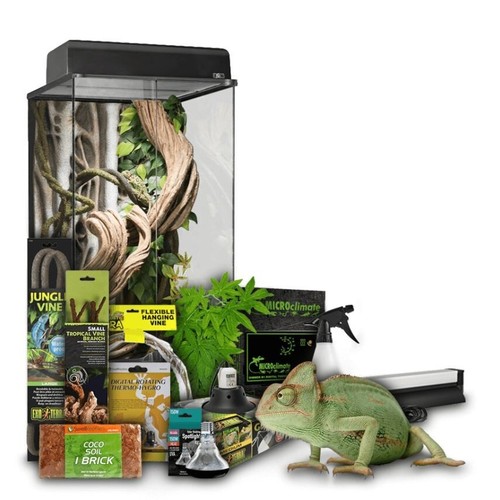Swell reptiles chameleon - swell,