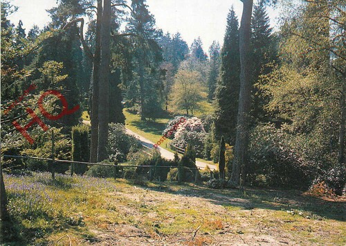 Picture postcard bedgebury - postcard~,