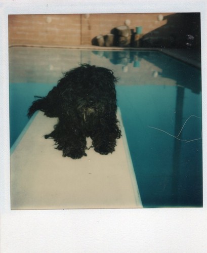 Vintage polaroid photo big - vintage,