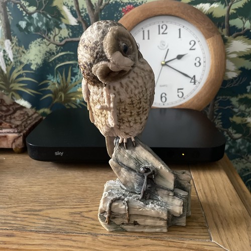 Teviotdale birds large tawny - teviotdale,