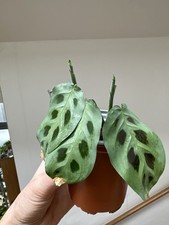 Rabbit foot maranta