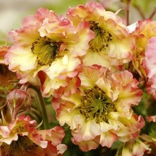 GEUM 'Pretticoats Peach' -
