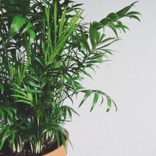 Chamaedorea elegans 'Parlour Palm' - 40 to 50 cm - Indoor Plant