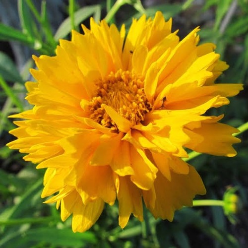 Coreopsis grandiflora golden - coreopsis, 'golden