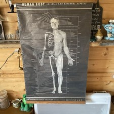 VTG 1940s Original - Early Human Body Poster by Eastman Kodak Company - RARE