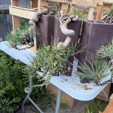 cascade Japanese Black Pine