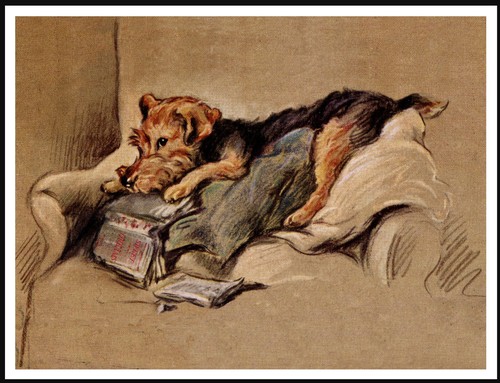 Welsh terrier lovely - welsh, vintage