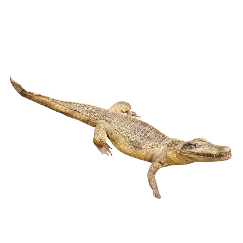 Antique taxidermy baby caiman - taxidermy,