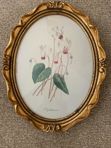 Cyclamen framed art - print, copy