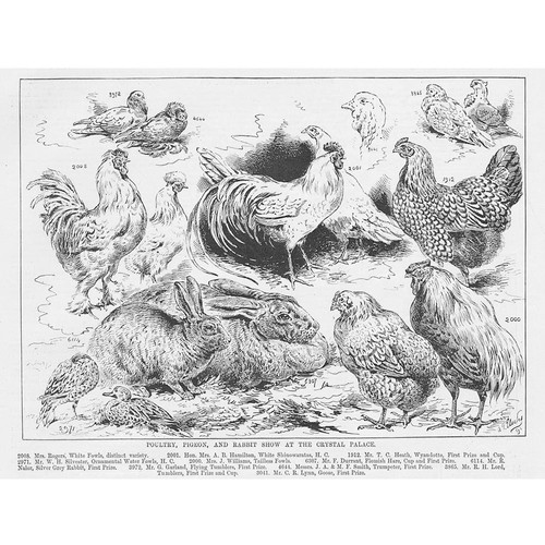Crystal palace poultry - crystal, poultry,