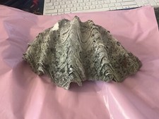 Antique large half clam shell weathered 23cm x 13cm