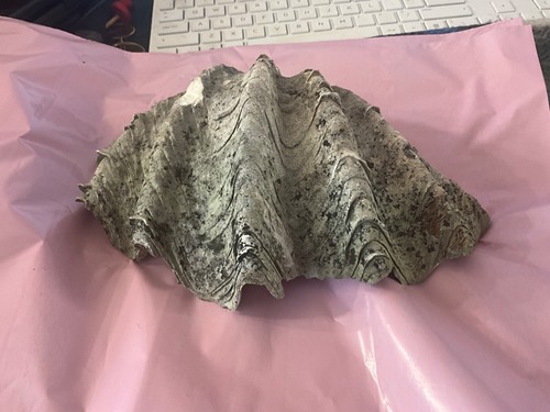 Antique large half clam shell