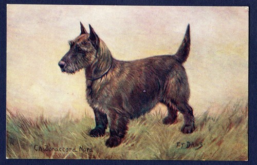 Scottish terrier spratts dog - terrier,
