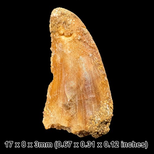 Genuine raptor dinosaur tooth - raptor,