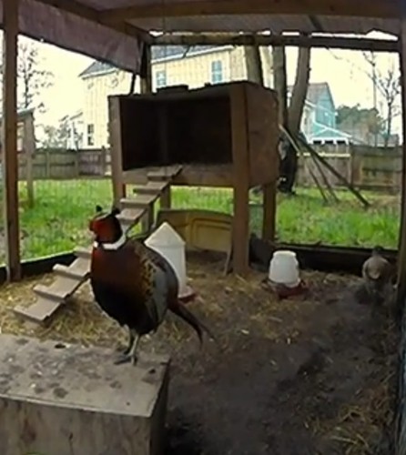 Ringneck pheasant hatching - ringneck,