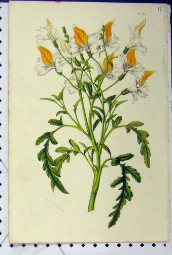 Original old antique - antique, print