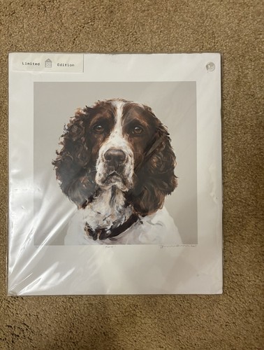 English springer spaniel - springer,