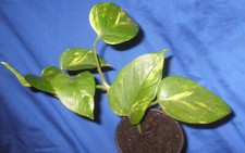 GOLDEN DEVILS' IVY vivarium