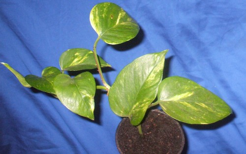 Golden devils ivy - devils',