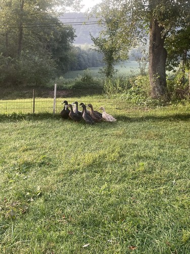 Fertile cayuga buff duck - 12,