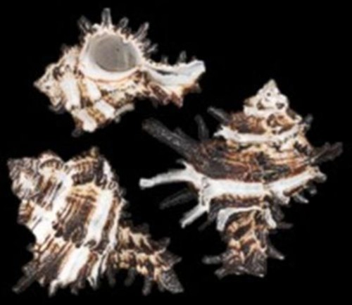Indivia murex shells 1 - 1, 1/2