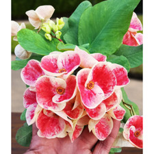 **QUEEN MILLIOMAIRE**Crown Of