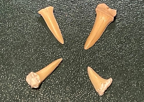 Real fossil shark teeth - 4,