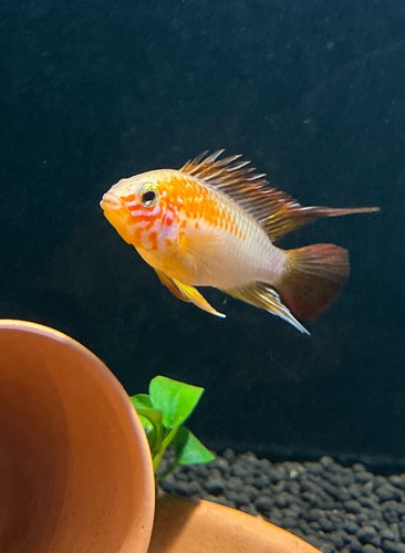 Breeding pair - breeding, pair(m/f)