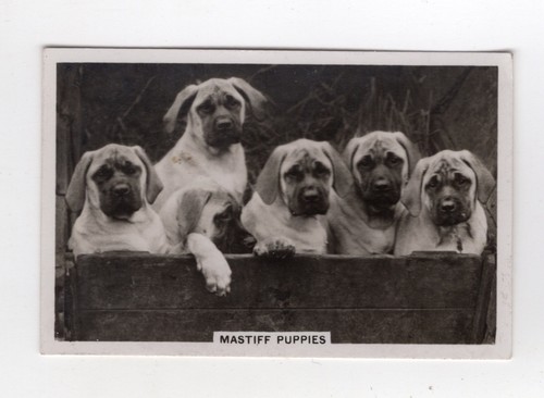 Dogs cigarette card 1939 - dogs,
