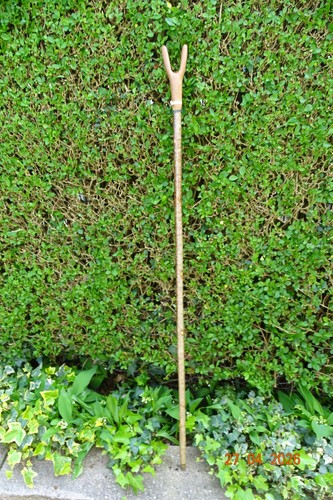 Hazel walking stick - , with