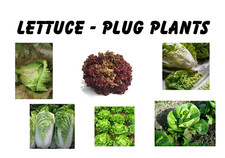 Lettuce Plug Plants Little Gem
