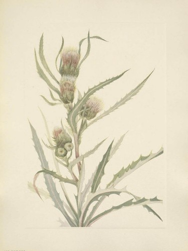 Mary walcott north - mary,