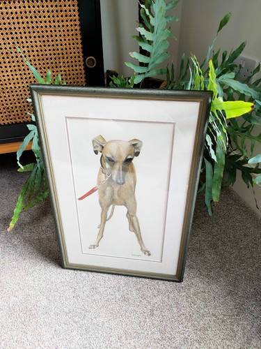 Whippet greyhound portrait - greyhound, ?