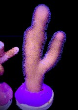 Coral frags SPS Frag Montipora