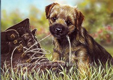 Border Terrier Dog, Christmas