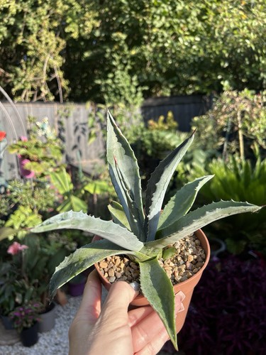 Agave americana century - agave, (century