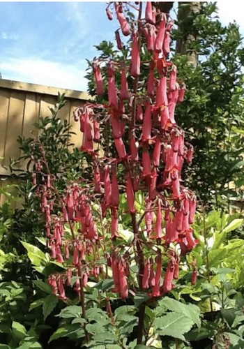 Phygelius coral cape fuchsia - coral,