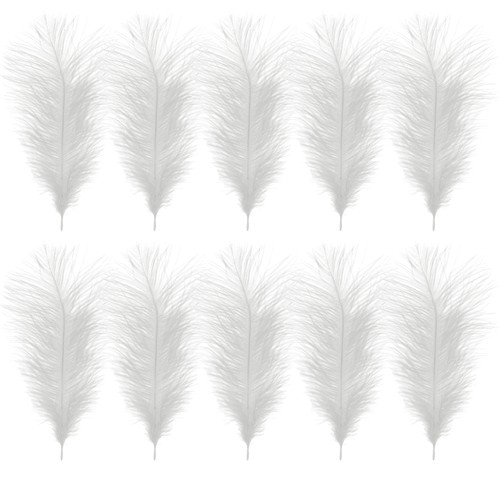 Small large ostrich feathers - ostrich,